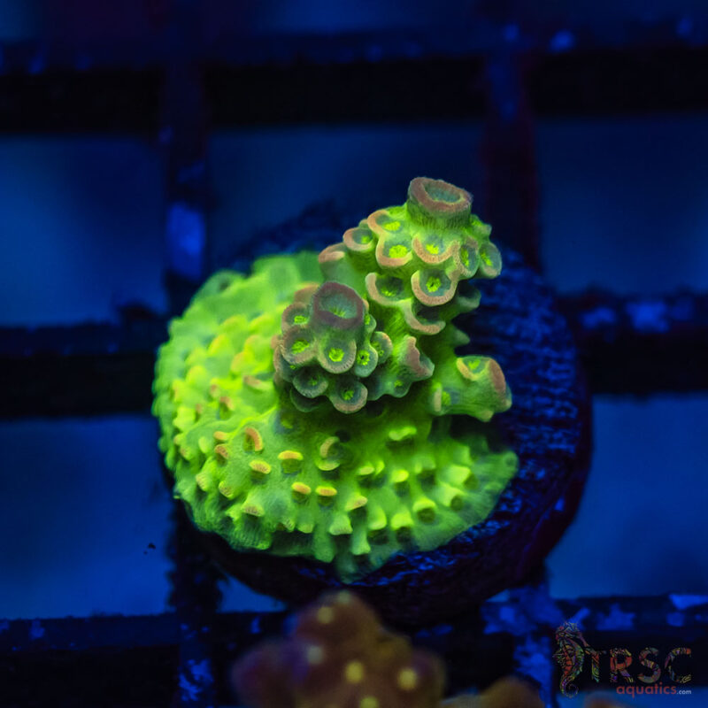 TRSC Aquatics