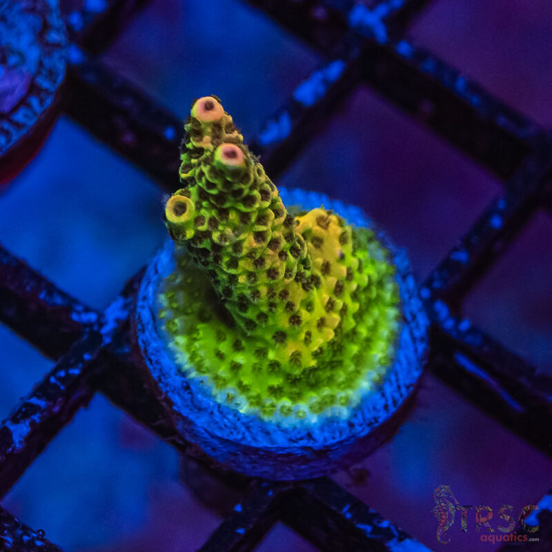 TRSC Aquatics
