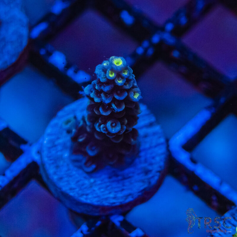 TRSC Aquatics