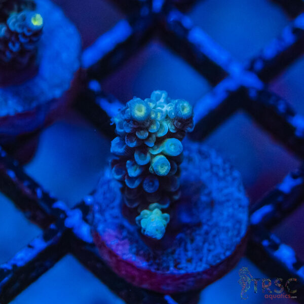 TRSC Premium Acro N04