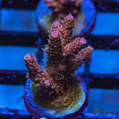 TRSC Premium Acro N08