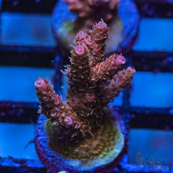 TRSC Premium Acro N08
