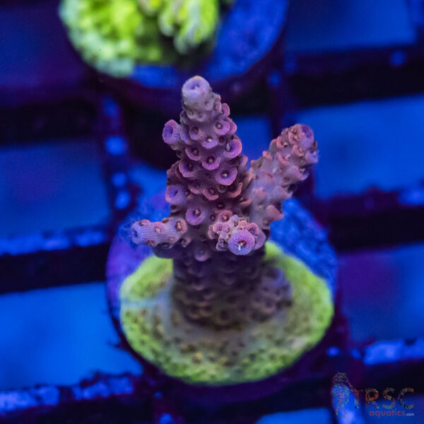TRSC Premium Acro N10