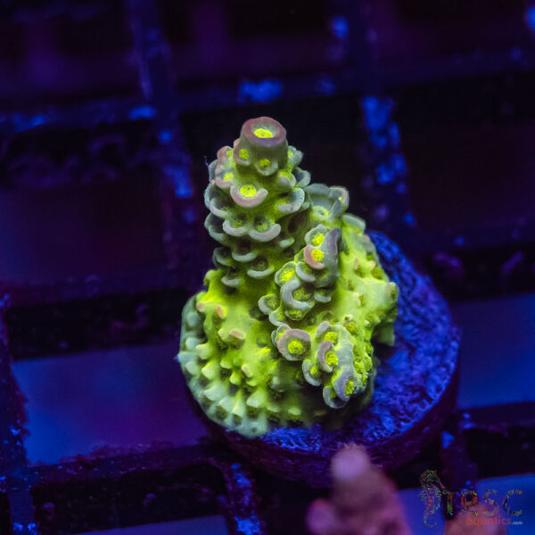 TRSC Premium Acro N11