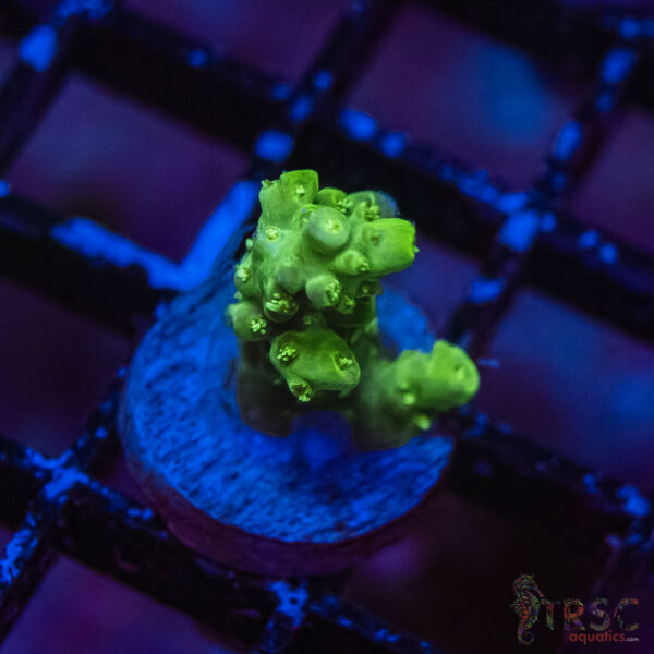 TRSC Premium Acro O01