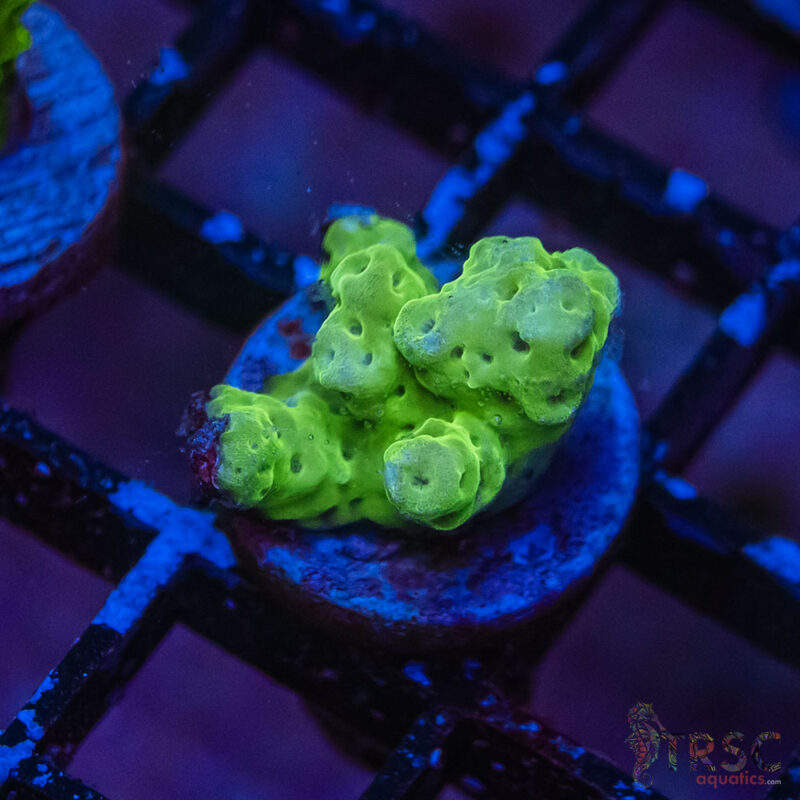 TRSC Aquatics