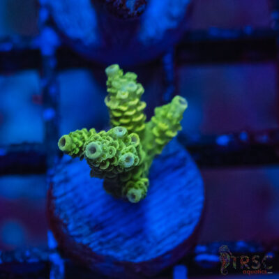 TRSC Premium Acro O05