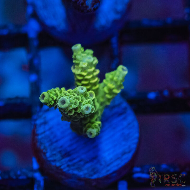 TRSC Aquatics