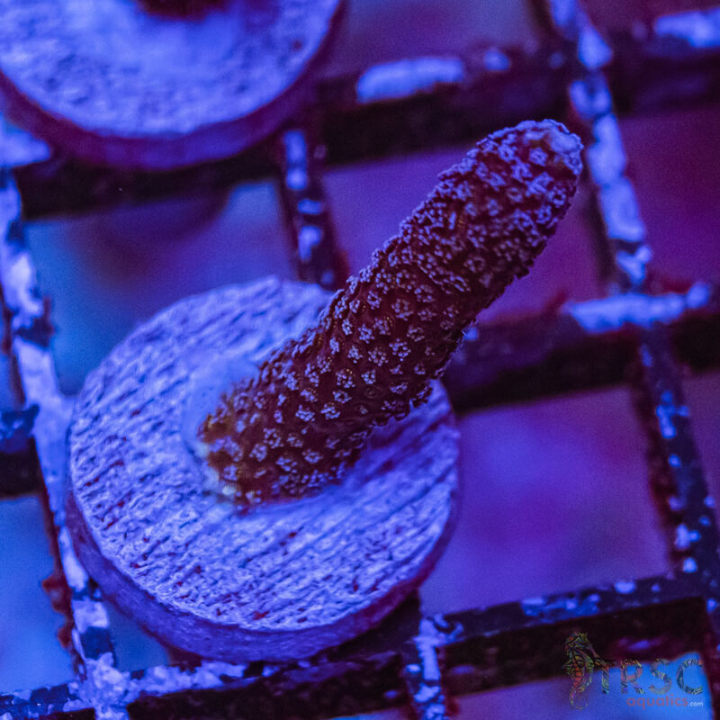 TRSC Aquatics