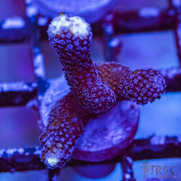 TRSC Premium Acro O08