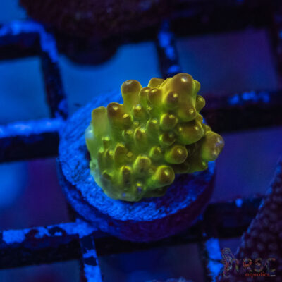 TRSC Premium Acro O10