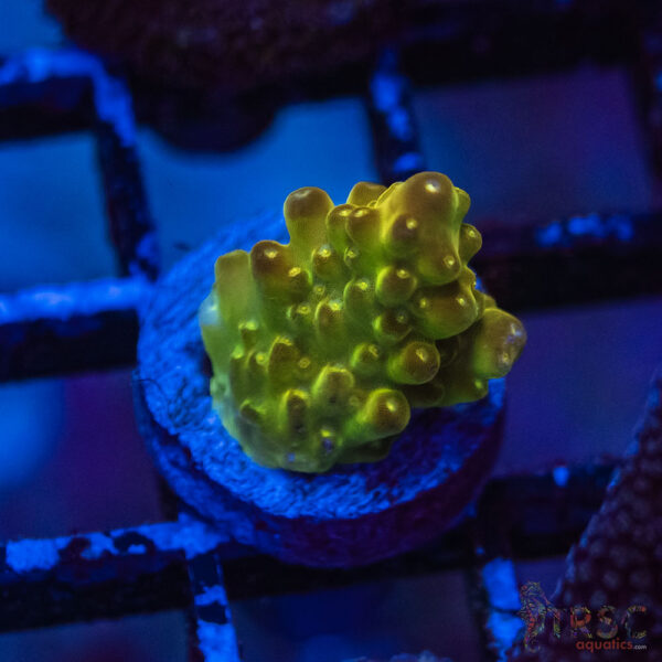 TRSC Premium Acro O10