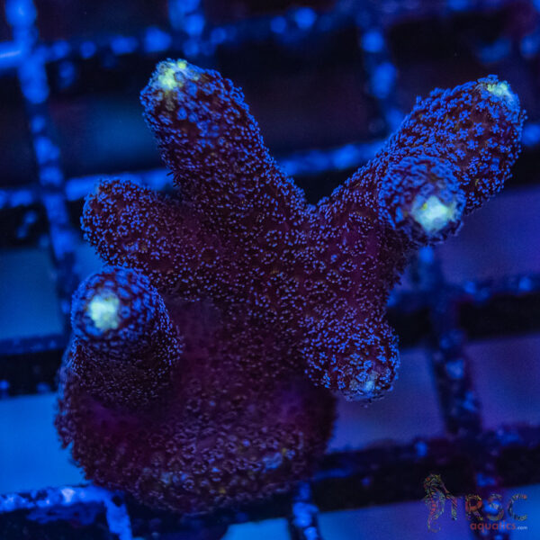 TRSC Premium Acro O11
