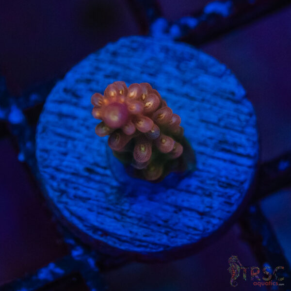 TRSC Premium Acro P01