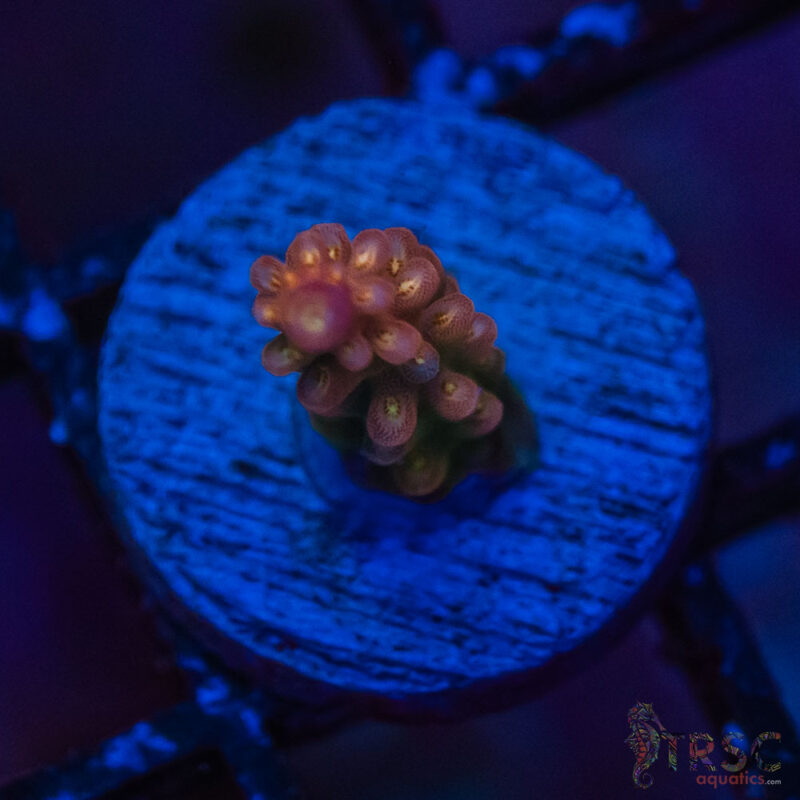 TRSC Aquatics