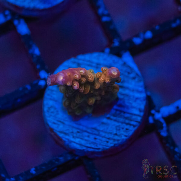 TRSC Premium Acro P02