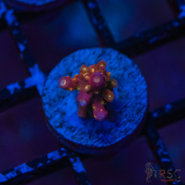 TRSC Premium Acro P03
