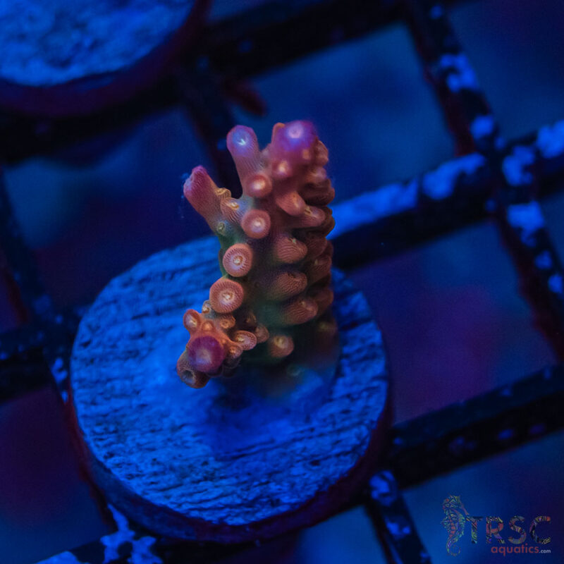 TRSC Aquatics