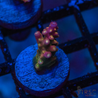 TRSC Premium Acro P05