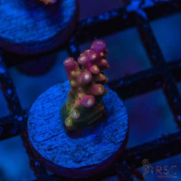 TRSC Premium Acro P05