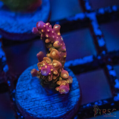 TRSC Premium Acro P06