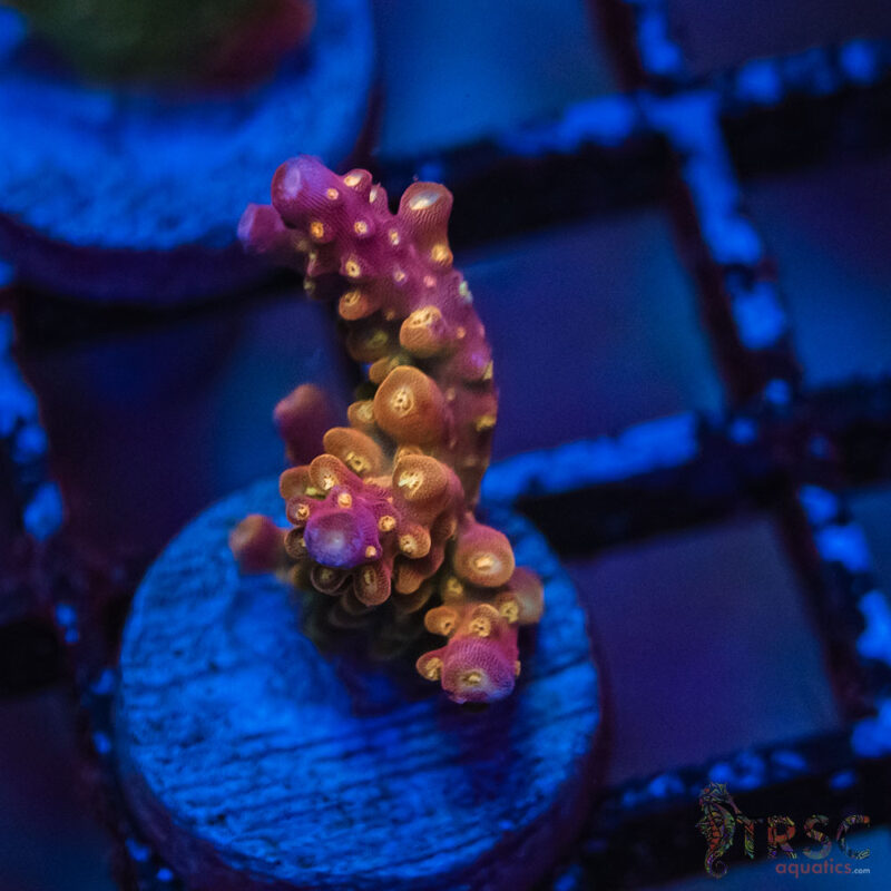 TRSC Aquatics
