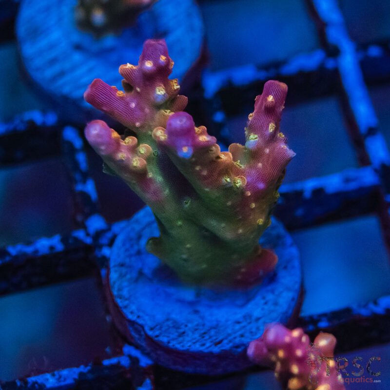 TRSC Aquatics