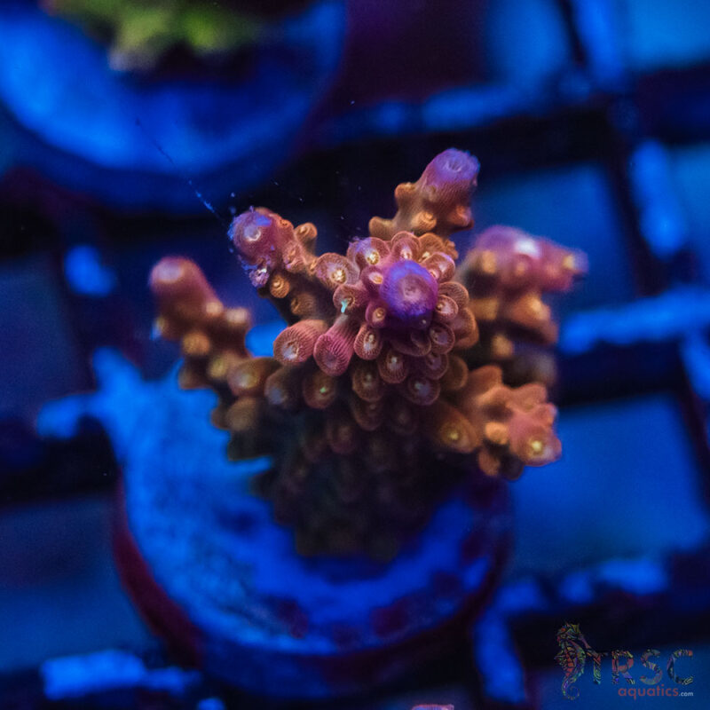 TRSC Aquatics