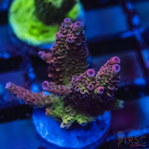 TRSC Premium Acro P10