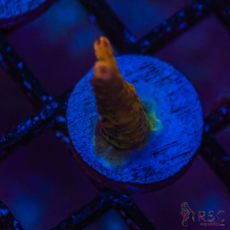 TRSC Aquatics