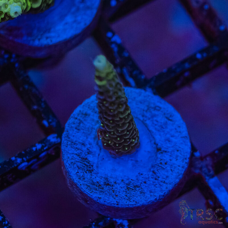 TRSC Aquatics