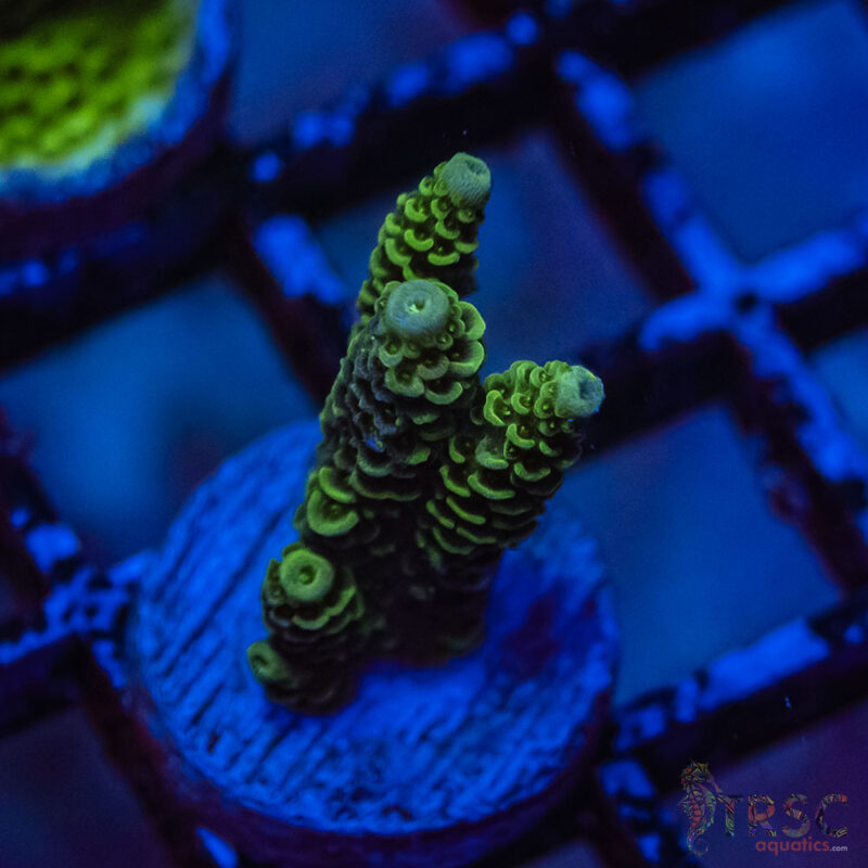 TRSC Aquatics