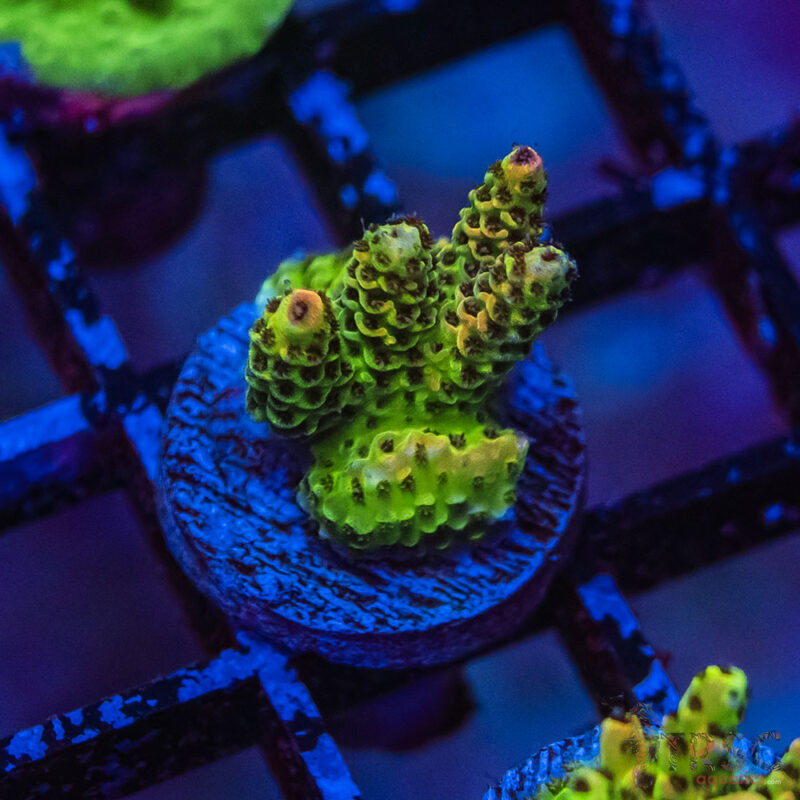 TRSC Aquatics