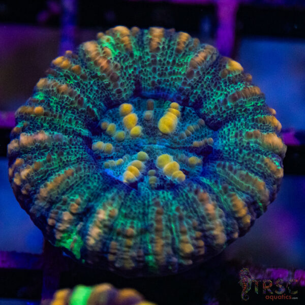 TRSC Ultra Button Scolymia A01