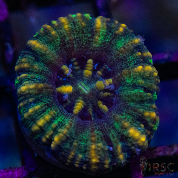 TRSC Ultra Button Scolymia A02
