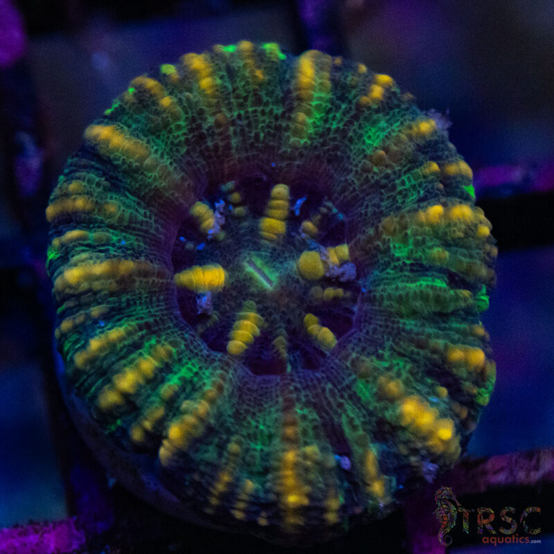 TRSC Aquatics