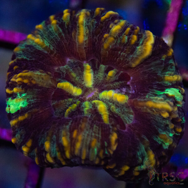 TRSC Ultra Button Scolymia A03