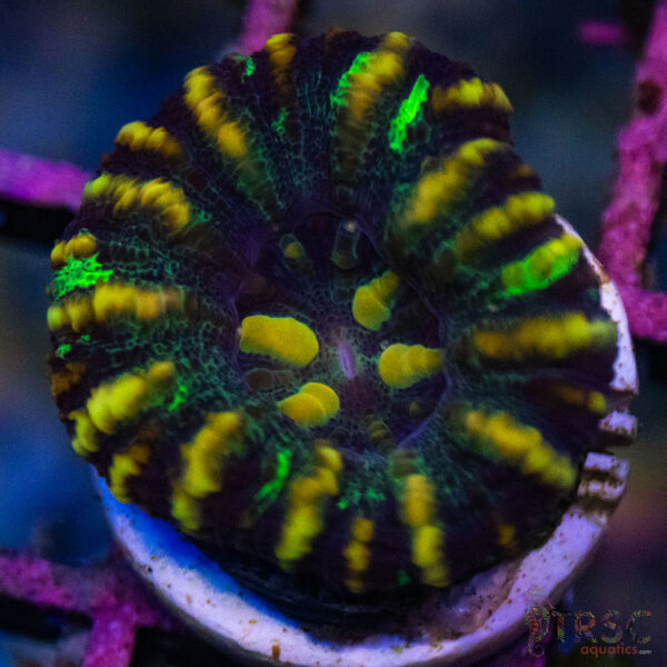 TRSC Ultra Button Scolymia A04