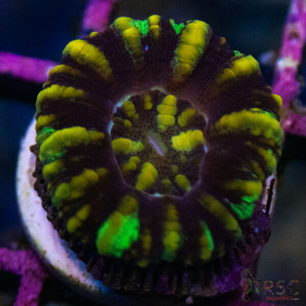 TRSC Ultra Button Scolymia A05