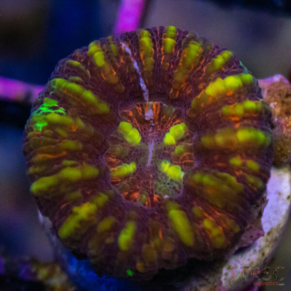 TRSC Ultra Button Scolymia A06