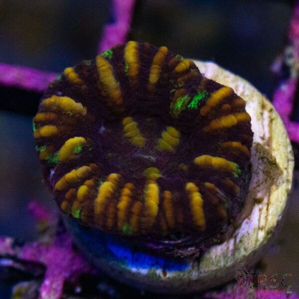 TRSC Ultra Button Scolymia A07