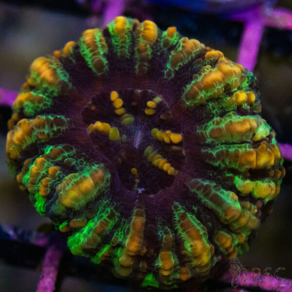 TRSC Ultra Button Scolymia A08