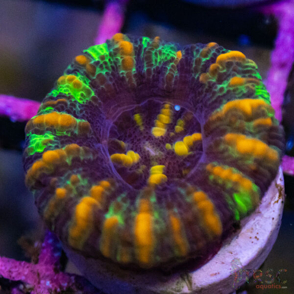 TRSC Ultra Button Scolymia A09