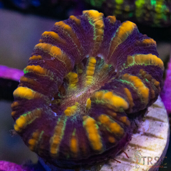 TRSC Ultra Button Scolymia A10