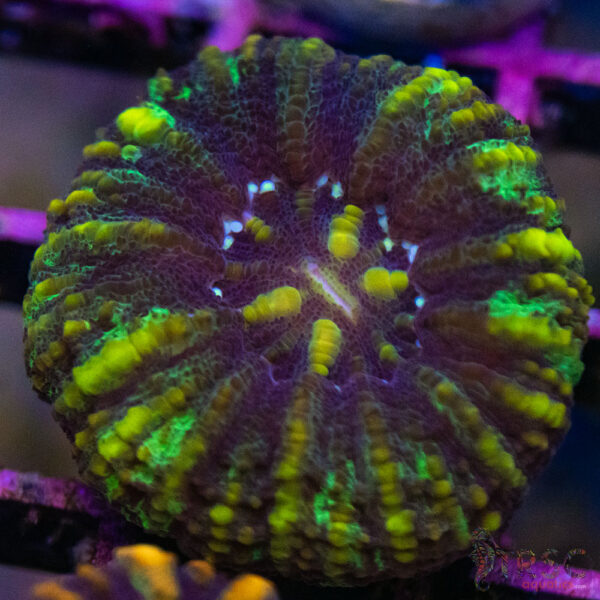 TRSC Ultra Button Scolymia A11
