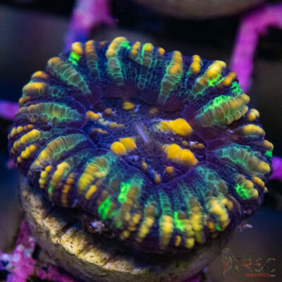TRSC Ultra Button Scolymia A12