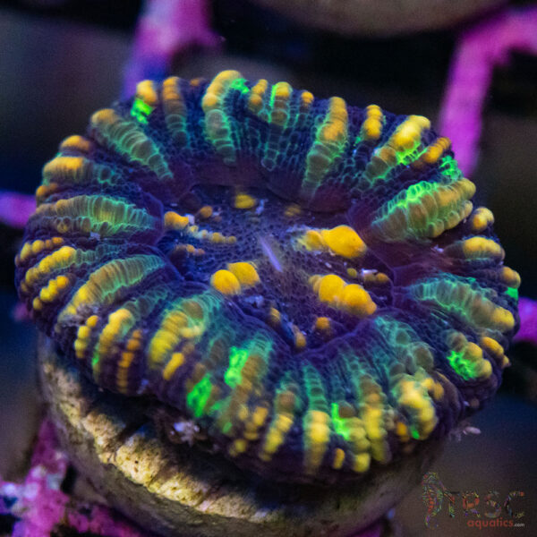TRSC Ultra Button Scolymia A12