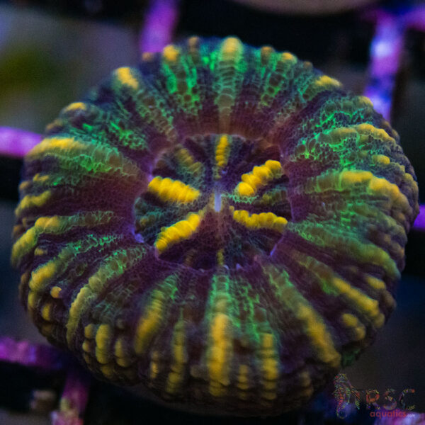 TRSC Ultra Button Scolymia A14