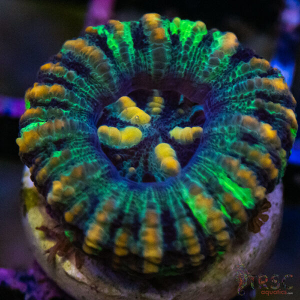 TRSC Ultra Button Scolymia A15