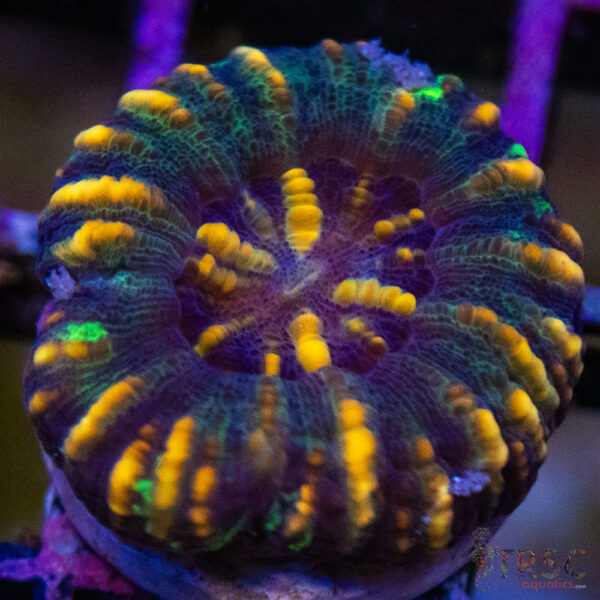 TRSC Ultra Button Scolymia A16